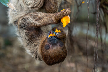 Sloth hanging upside down eating fruit