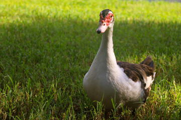 duck