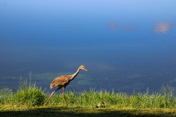 baby sandhill crane
