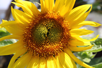 Naklejka premium sunflower