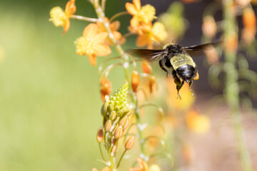 bumblebee hovering over garlic society