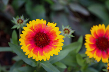 blanket flower