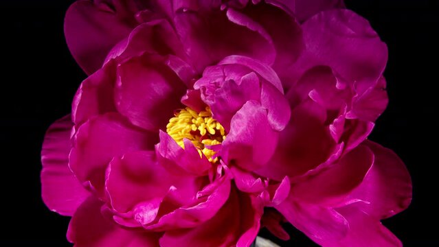 Red Peony Open Flower in Time Lapse on a Black Background. Vedding Concept. Side View on Pink Flower with Yellow Stamens