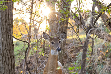 deer with a sunburst