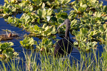 Ibis at the wetlands