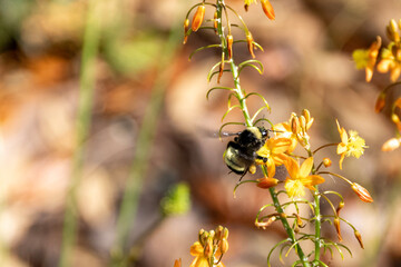 Bumblebee in garlic society