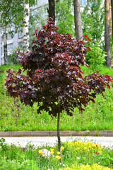 Acer platanoides is a Norway Maple Royal red