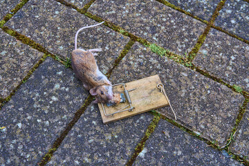 Close up of small bank vole mouse dead in an old wooden snap trap, know to often carry and transmit...