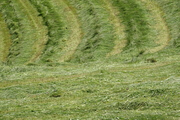 Bauernhof . Frische Mahd . Farm . Fresh mowed