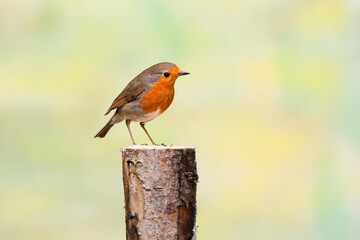 Close up of a European Robin, Erithacus rubecula, standing looking up friendly with eye contact on a sawn-off tree trunk against bright soft yellow background - obrazy, fototapety, plakaty