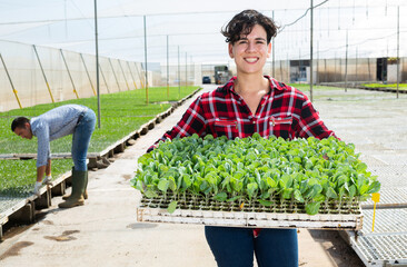 Young woman farmer holding trays for seedling in glasshouse