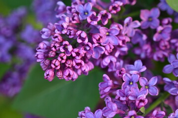 floral lilac background, Soft purple lilac background, lilac buds, violet color texture, 
purple lilac flowers on a green background
