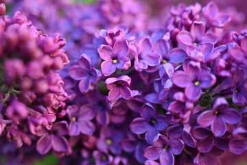 Obraz premium floral lilac background, Soft purple lilac background, lilac buds, violet color texture, purple lilac flowers on a green background