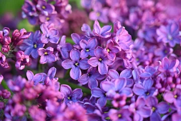 Tuinposter floral lilac background, Soft purple lilac background, lilac buds, violet color texture,  purple lilac flowers on a green background © Анна Климчук