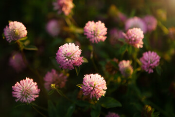Red clover flower Trifolium pratense close-up.