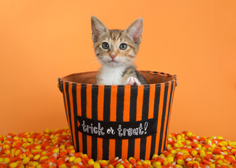 Adorable Calico Tabby, or Caliby kitten sitting in an orange and black striped trick or treat bucket, surrounded by corn shaped candy. Orange background.