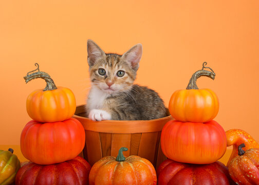 Adorable Calico Tabby, or Caliby kitten sitting in an orange wicker basket surrounded by piles of miniature pumpkins. Kitten looking directly at viewer. Orange background.