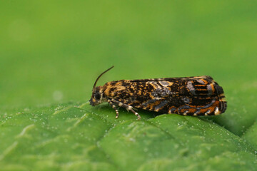 Closeup on the Cherry Bark Tortrix micro moth, sitting on a green leaf