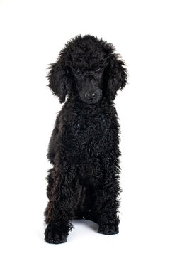  puppy standard poodle in studio