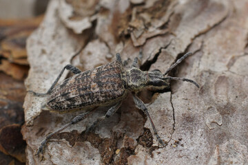 Closeup on a grey-colored longhorn beetle, the ribbed pine borer or Rhagium inquisitor sitting on wood