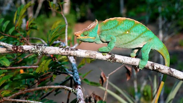 A Madagascar giant chameleon moves over a branch