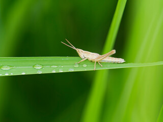 ススキの葉っぱを食べるバッタの幼虫
