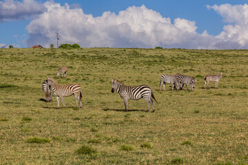 Fototapeta na wymiar Burchell's zebras (Equus quagga burchellii) at Crescent Island Game Sanctuary on Naivasha lake, Kenya