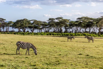 Foto op Canvas Burchell's zebras (Equus quagga burchellii) at Crescent Island Game Sanctuary on Naivasha lake, Kenya © Matyas Rehak