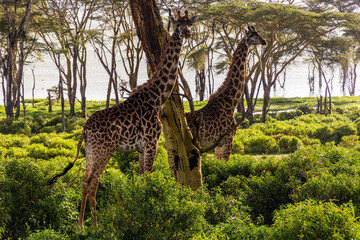 Masai giraffes (Giraffa tippelskirchi) at Crescent Island Game Sanctuary on Naivasha lake, Kenya © Matyas Rehak