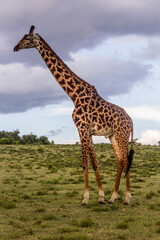 Masai giraffe (Giraffa tippelskirchi) at Crescent Island Game Sanctuary on Naivasha lake, Kenya