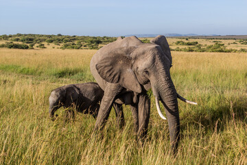 Naklejka na ściany i meble Elephants in Masai Mara National Reserve, Kenya