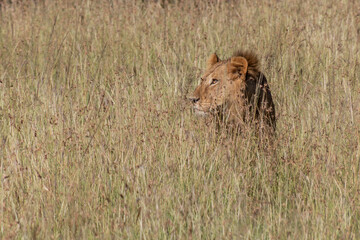 Lion in Masai Mara National Reserve, Kenya