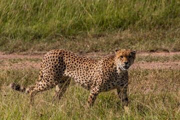 Cheetah in Masai Mara National Reserve, Kenya