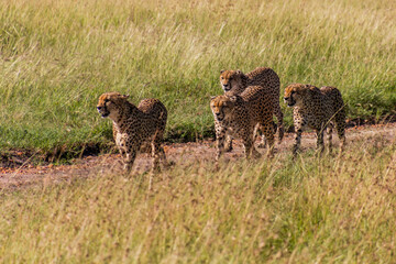 Group of cheetah brothers in Masai Mara National Reserve, Kenya