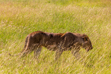 Lion in Masai Mara National Reserve, Kenya