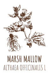 Drawings of MARSH MALLOW. Hand drawn illustration. Latin name ALTHAEA OFFICINALIS L.