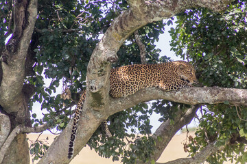 Fototapeta na wymiar Leopard on a tree in Masai Mara National Reserve, Kenya
