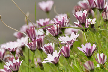 Plantes et fleurs de la côte bretonne - France