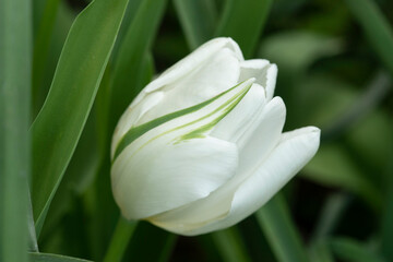 Single White Tulip blossom