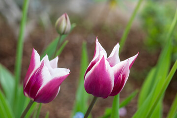 Two pink and white tulips