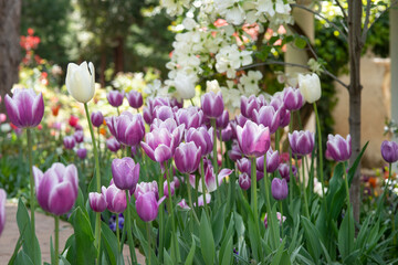 Garden full of Tulips