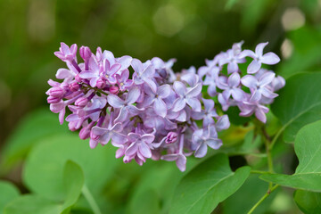 Closeup of a Lilac Blossom cluster