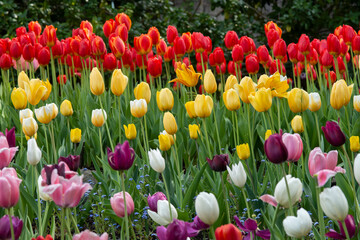 Clusters of beautiful colorful Tulips