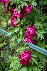 Large Pinkish Peony flowers in the garden.