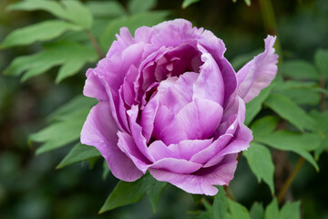 Single large Peony purple flower