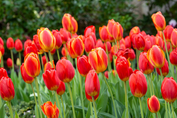 Cluster of Orange Tulips