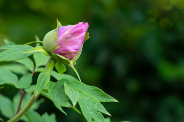 Closeup of a Peony flower bud.