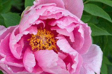 Closeup of pink Peony blossom