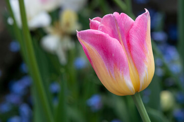 Pink and yellow Tulip flower