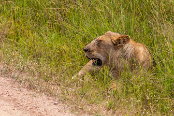 Naklejka na ściany i meble Lion in Masai Mara National Reserve, Kenya